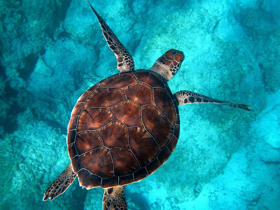 Loggerhead Turtle