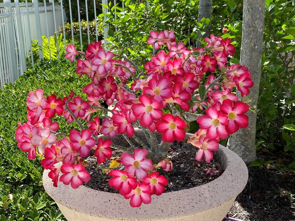 Pool Landscaping