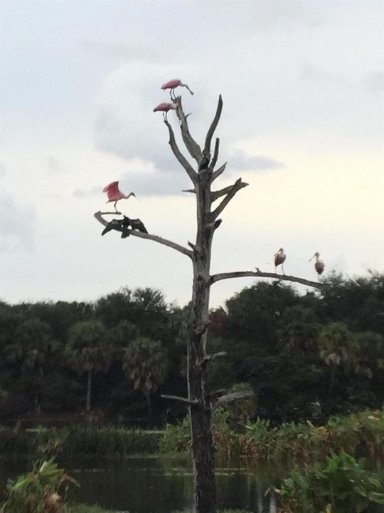 Roseate Spoonbills at Wakodahatchee