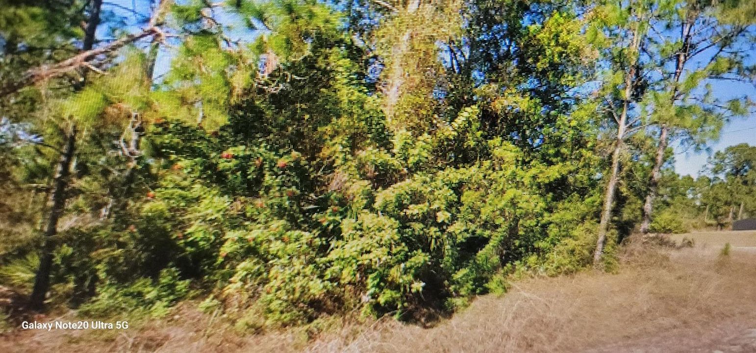 ACACIA FRONT