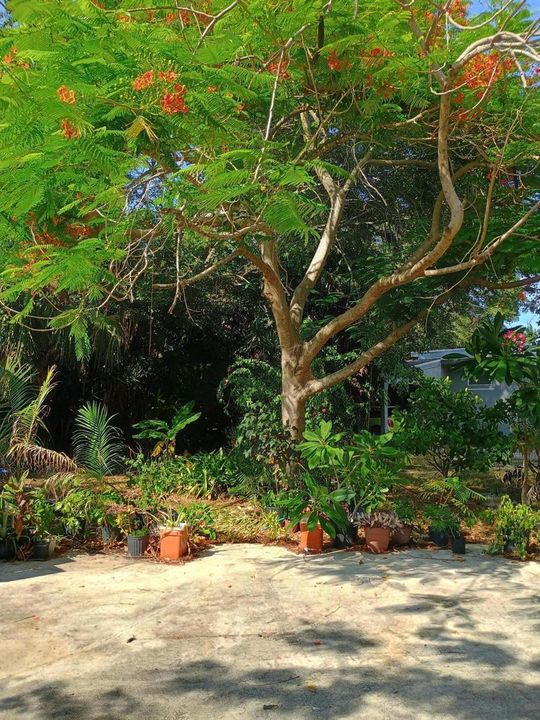 FRONT YARD