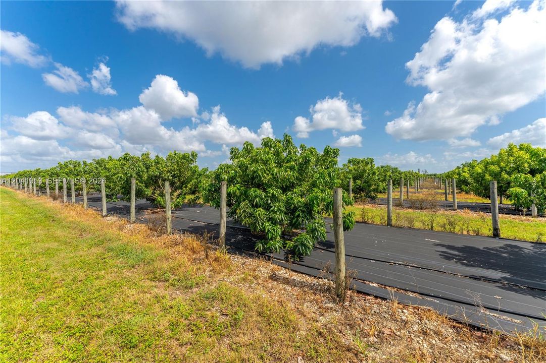 На продажу: $4,000,000 (19.63 acres)