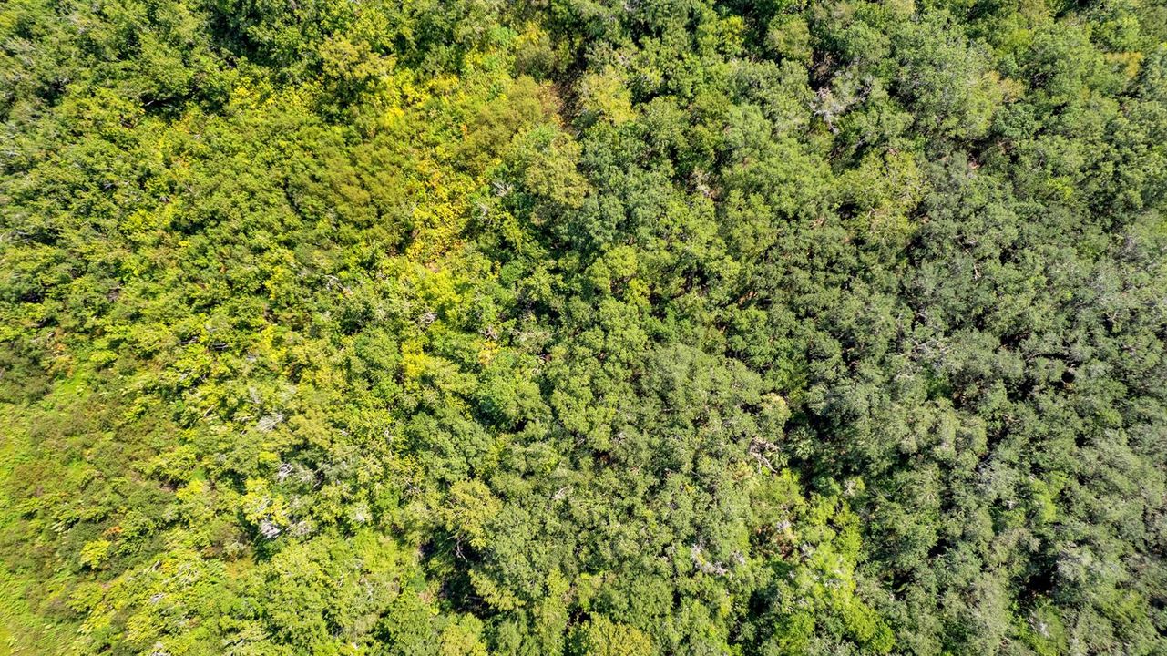 DJI_0020