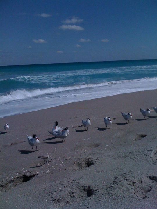 CLOSE TO JUNO BEACH