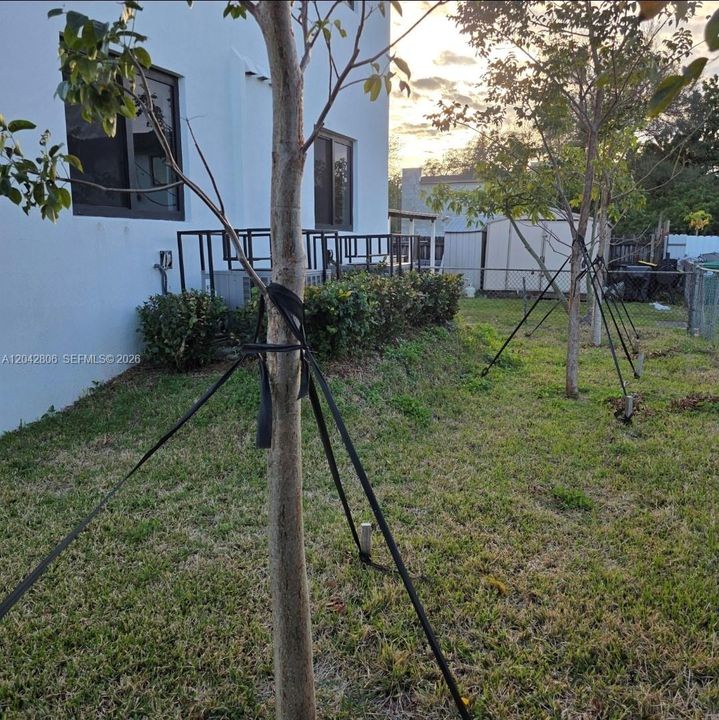 Back yard