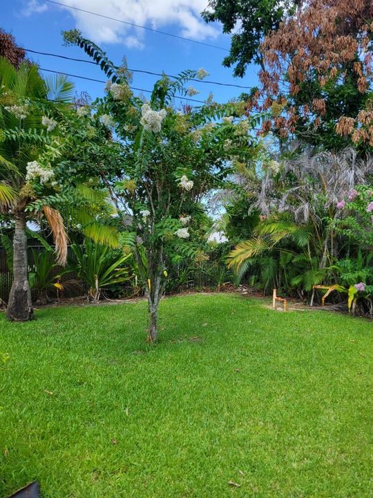 Back yard