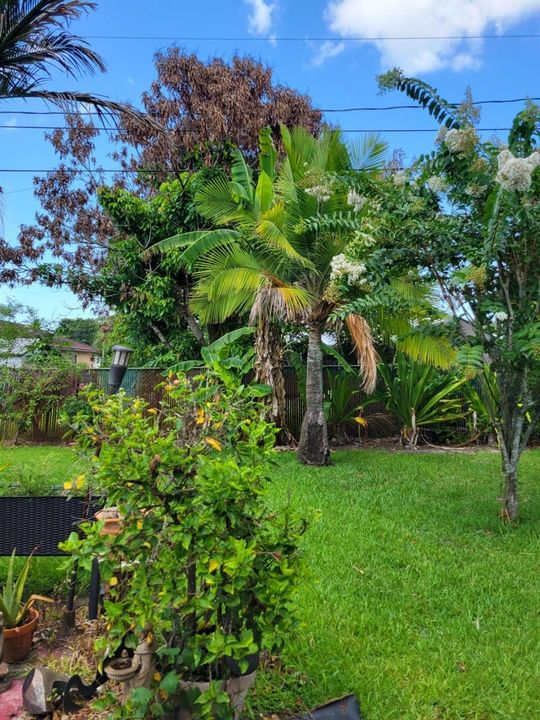 Back yard