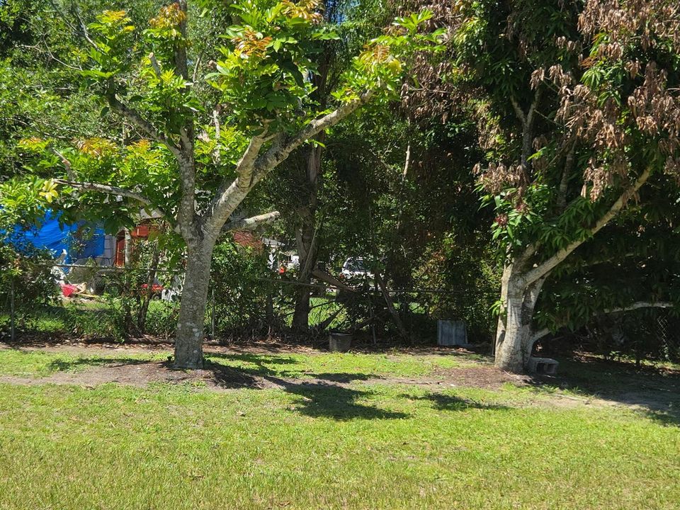 Backyard