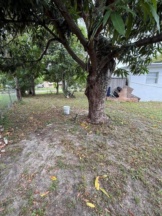 Back Yard 2