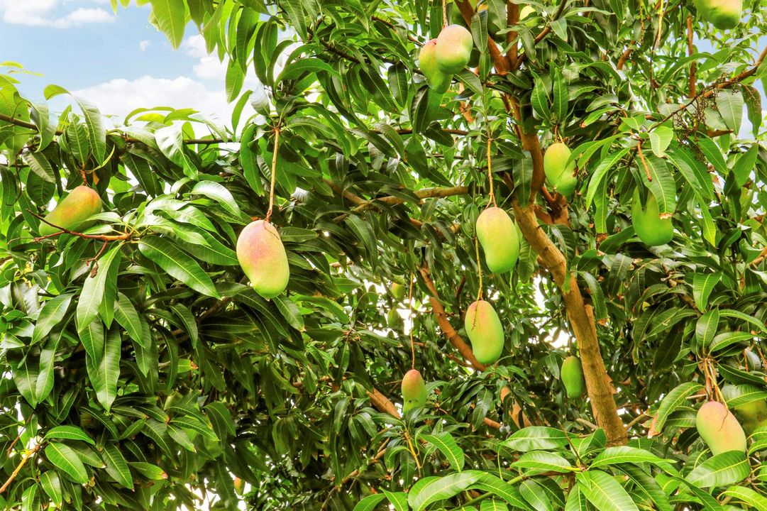 Mango Tree