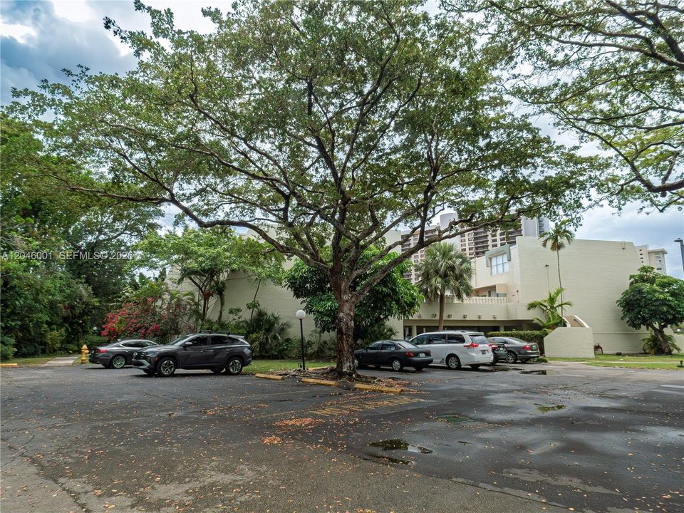 Guest Parking