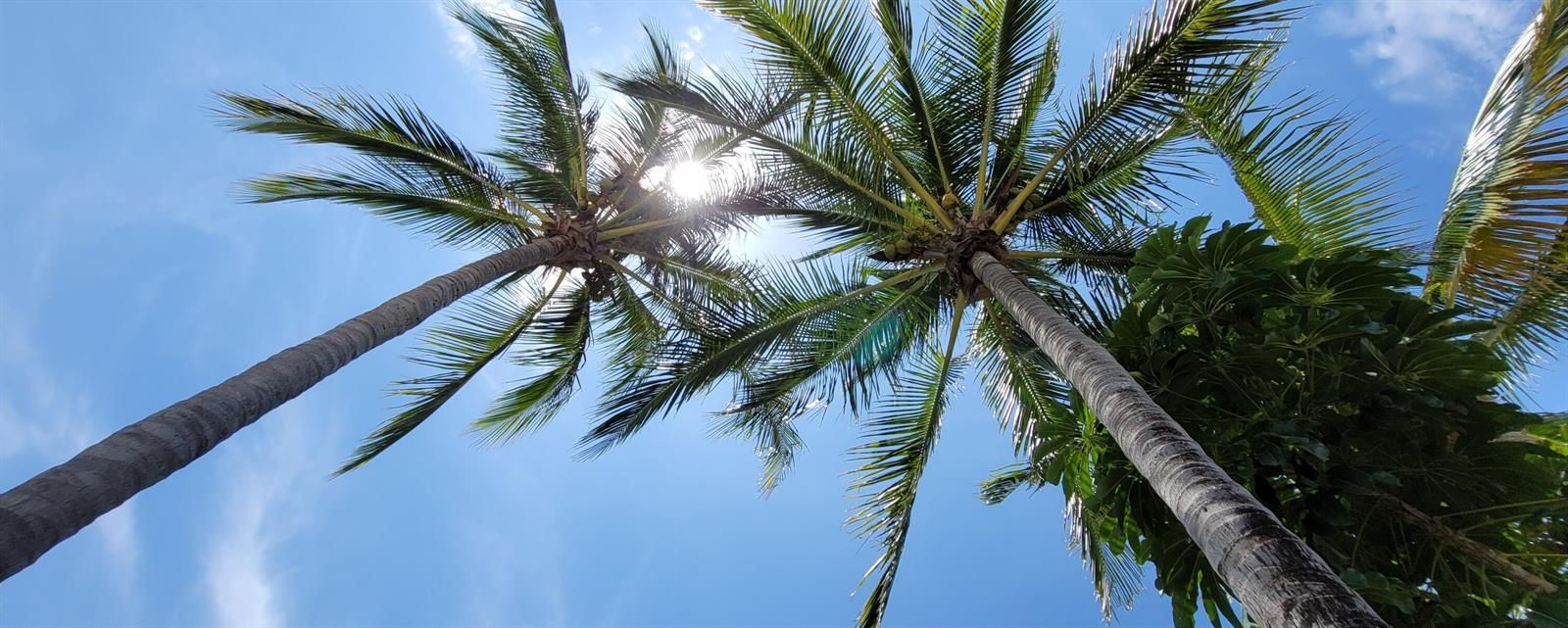 Palms Coconut 06 24 21