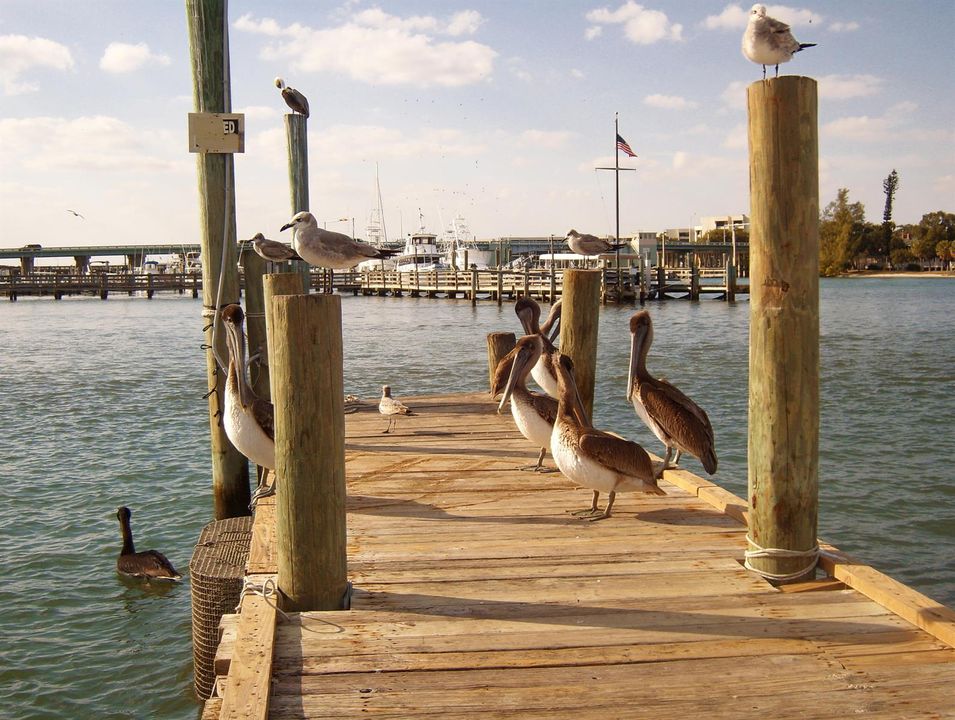 Sailfish Marina