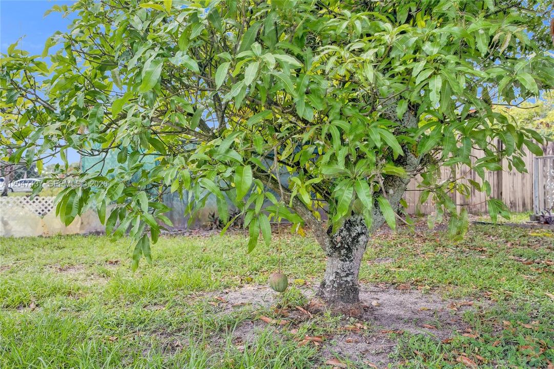Mango trees