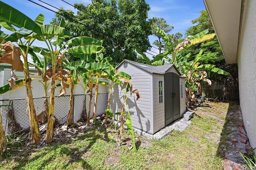 Backyard