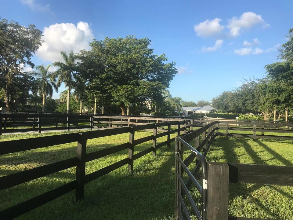 grass paddocks