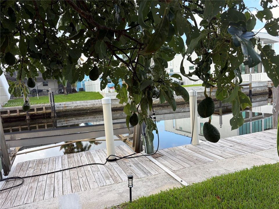 Just beyond the Avocado Tree is your Seawall and Dock