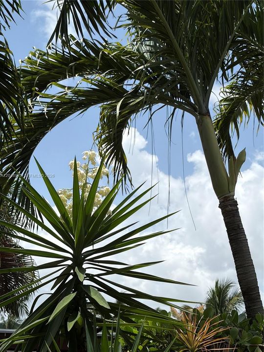 Garden Foliage