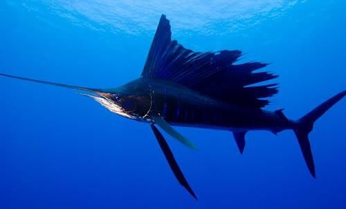 FishFloridaSailfish