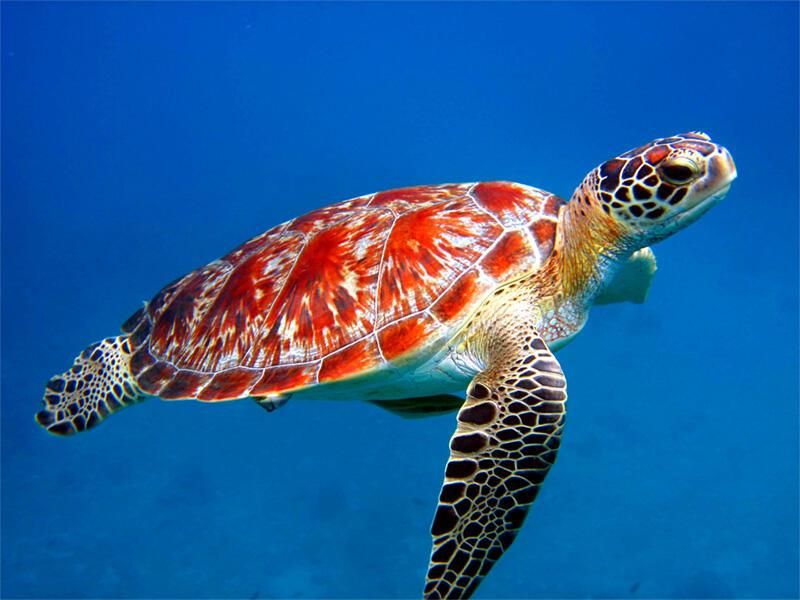 SeaTurtle2