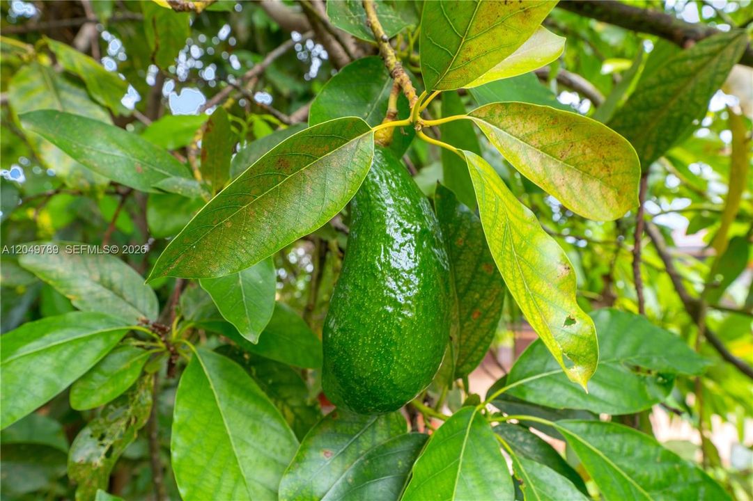 Mature Fruit Trees