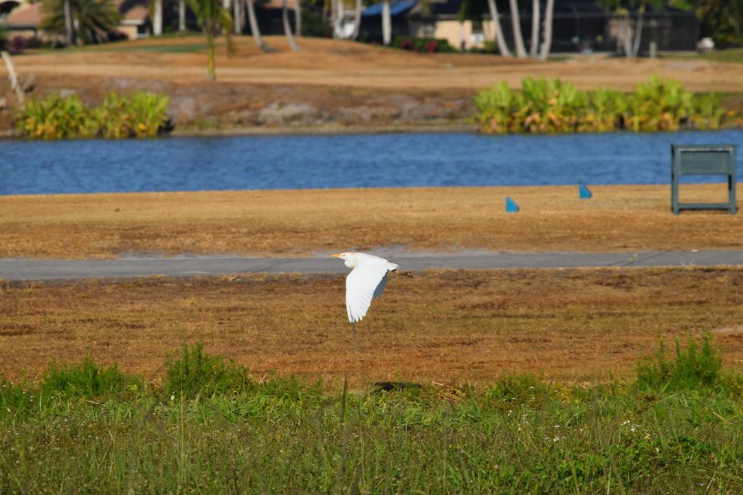 pajaro volando