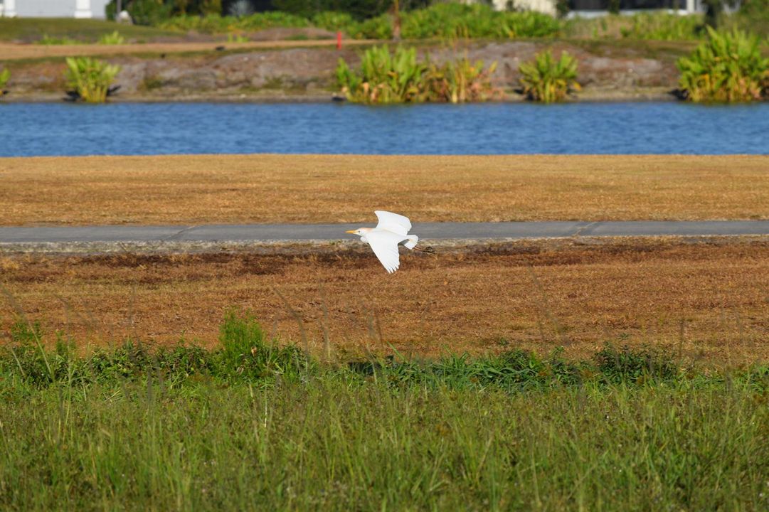 Bird flying
