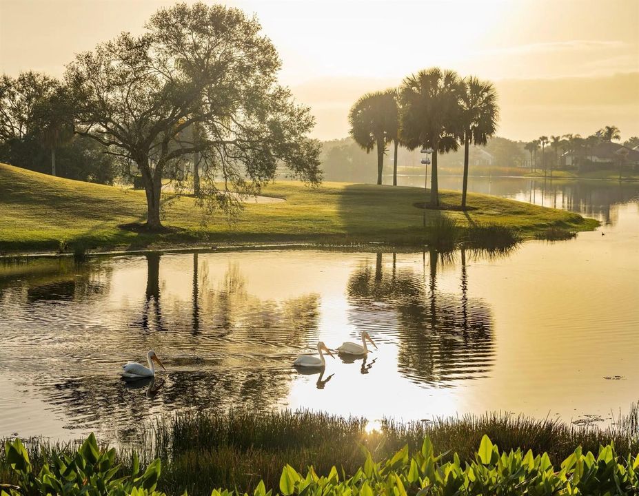 Golf Course Water
