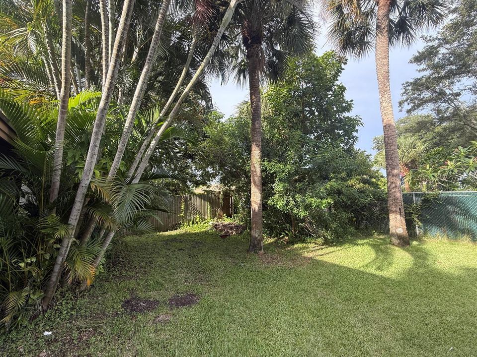 Backyard