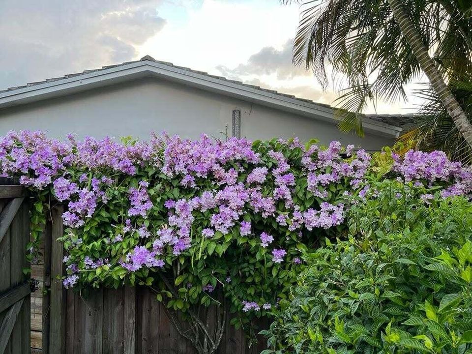 From the Garden