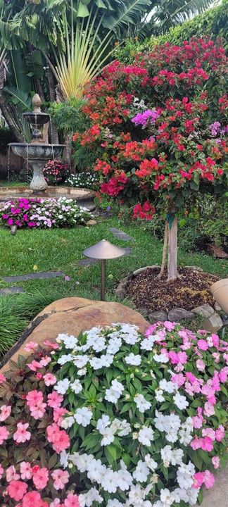 bougainvillea tree in bloom