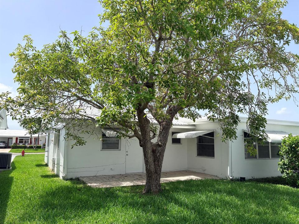 AVACODO TREE
