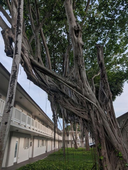 TREE2