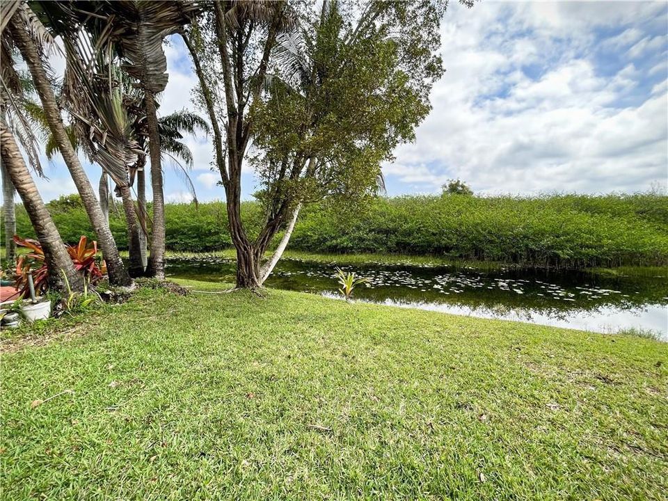 Backyard_e