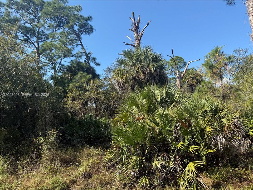 На продажу: $49,999 (1.25 acres)
