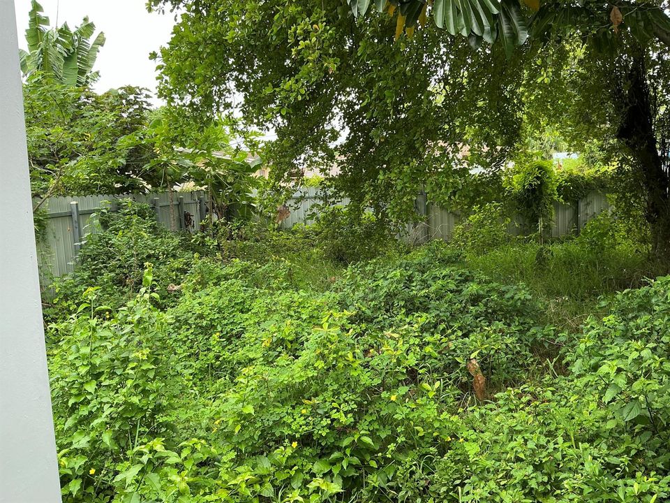 Back yard
