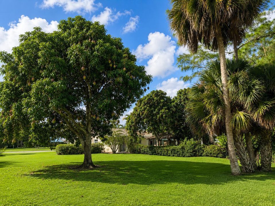 backyard outside