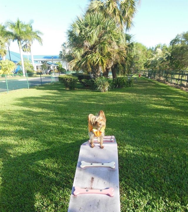 Dog Park