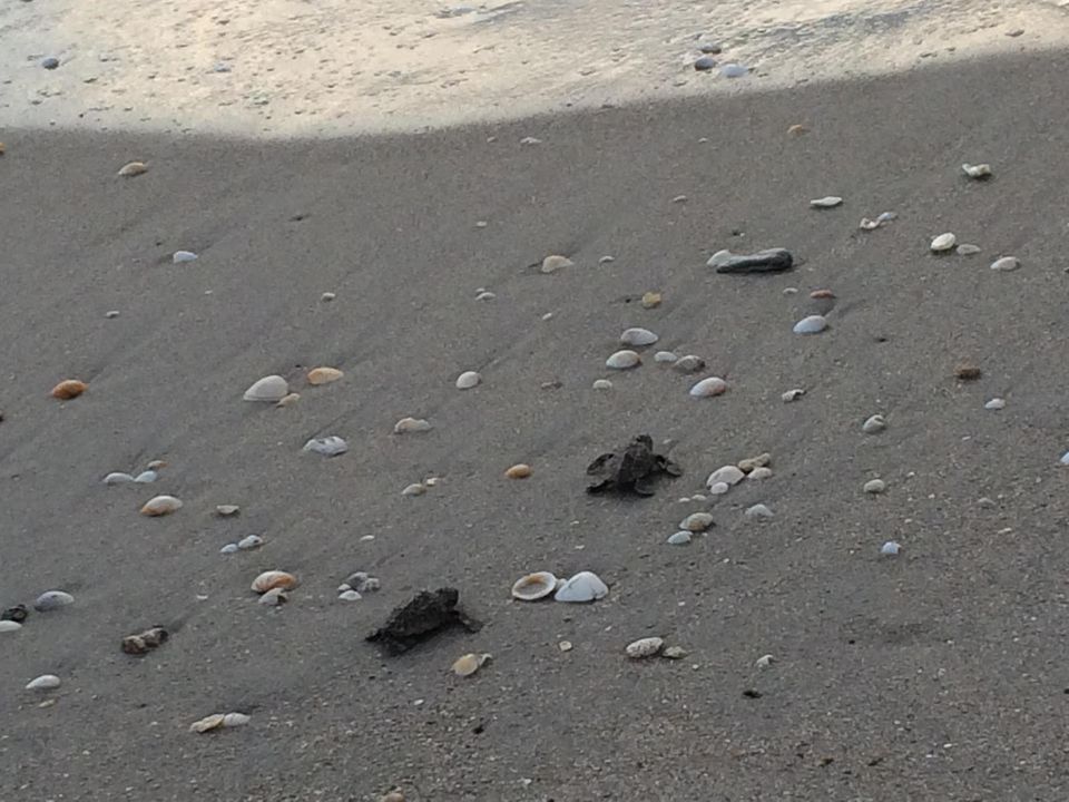 Jupiter Beach Sea Turtles
