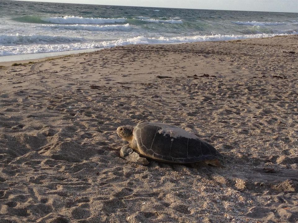 Mama sea turtle
