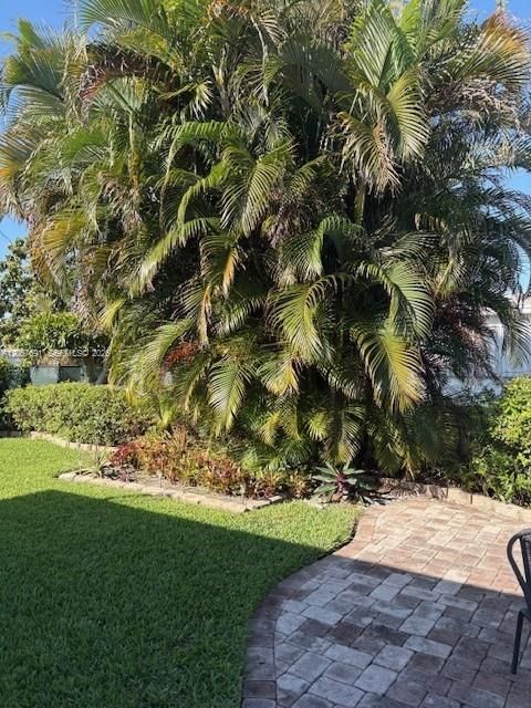 Lush backyard