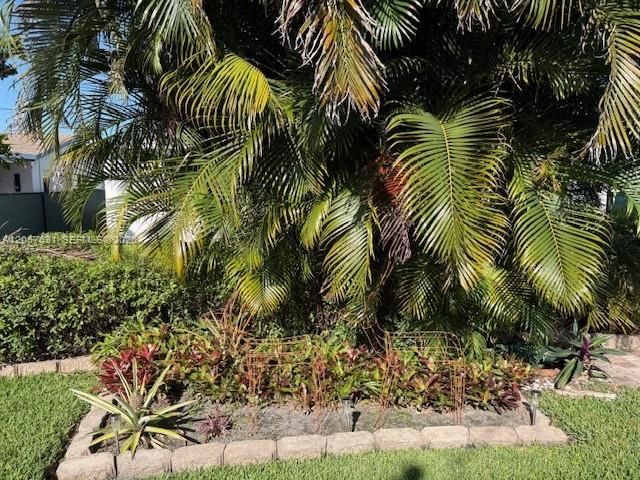 Lush backyard
