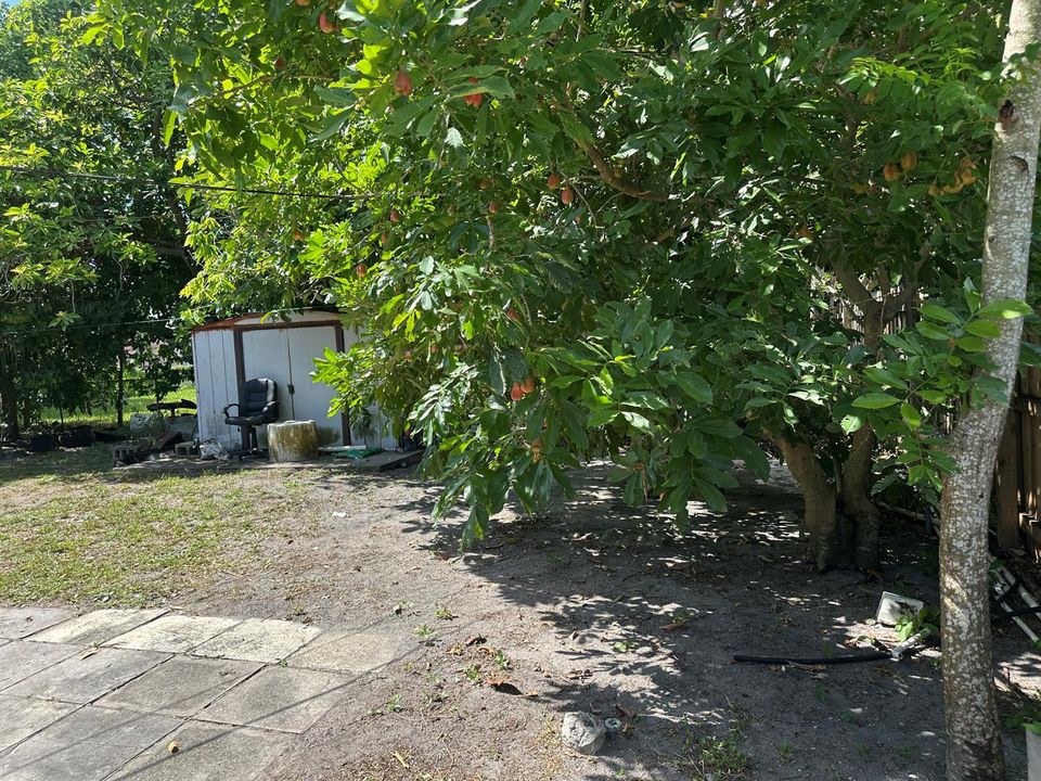 Backyard 3