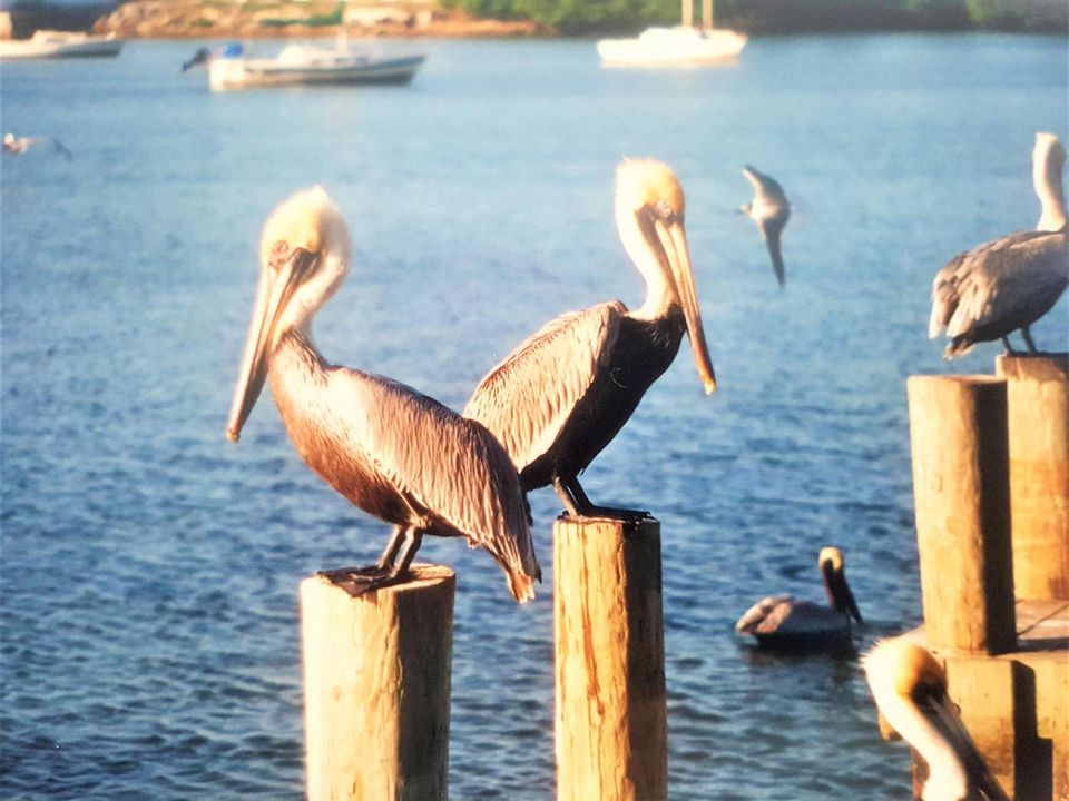 PELICANS