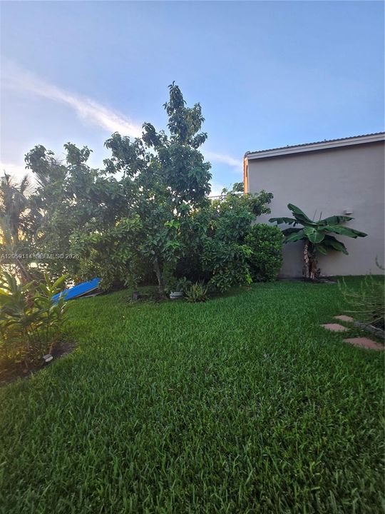 Avocado/Plantain Tree