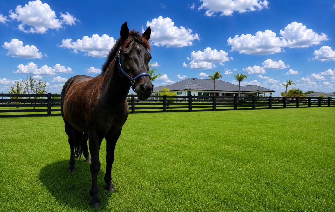 Horse