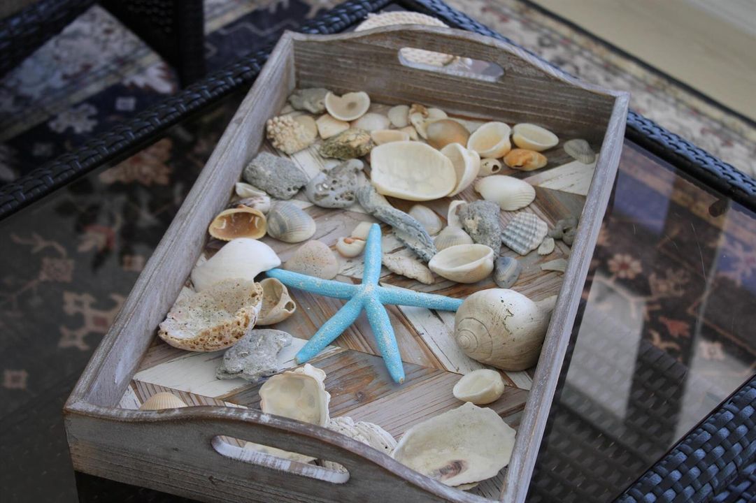 manatee starfish