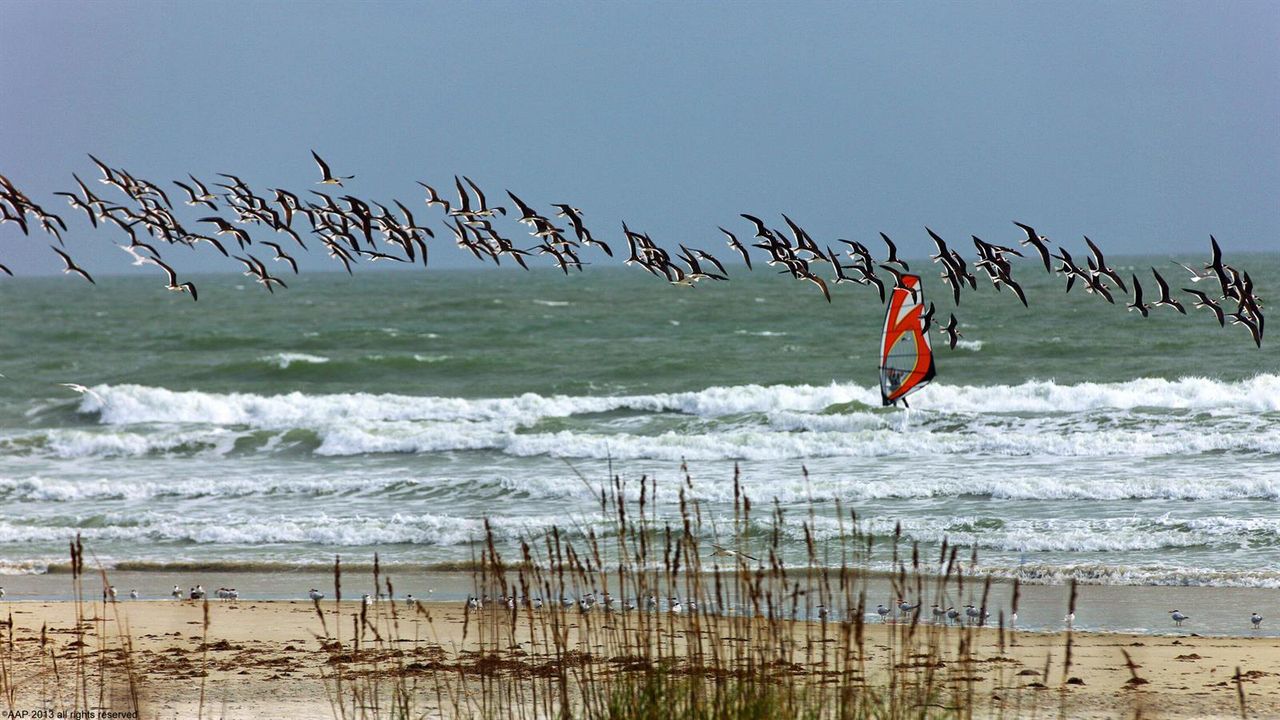 Wind Surfing with Birds 2013 AAP