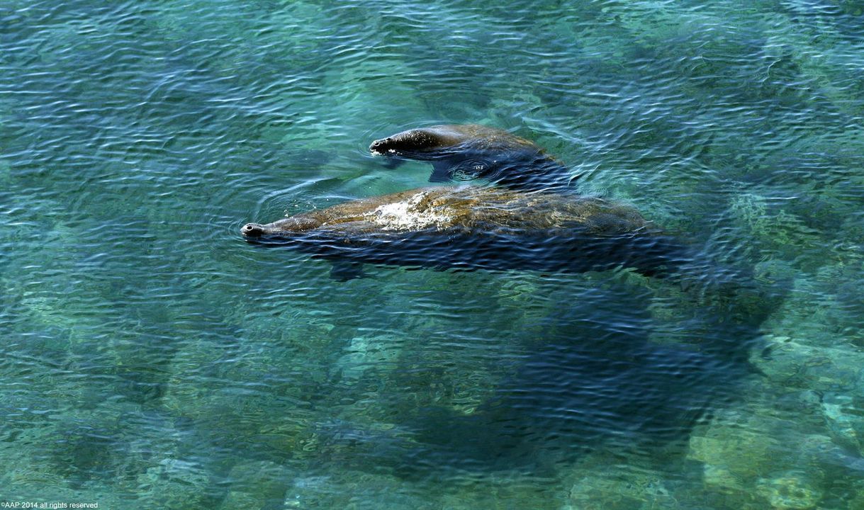 Manatee and Calf 2014 AAP