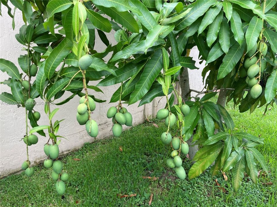 Mangoes tree